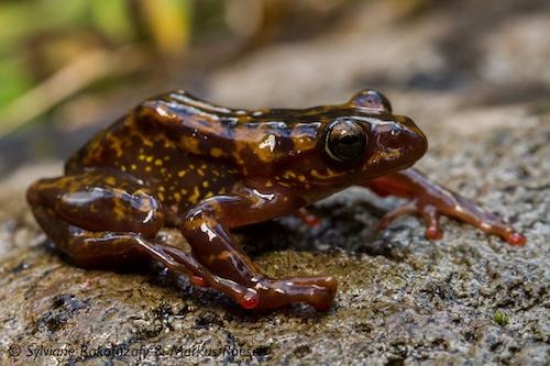 Boophis williamsi, a spotted orange-brown frog resting on a rock