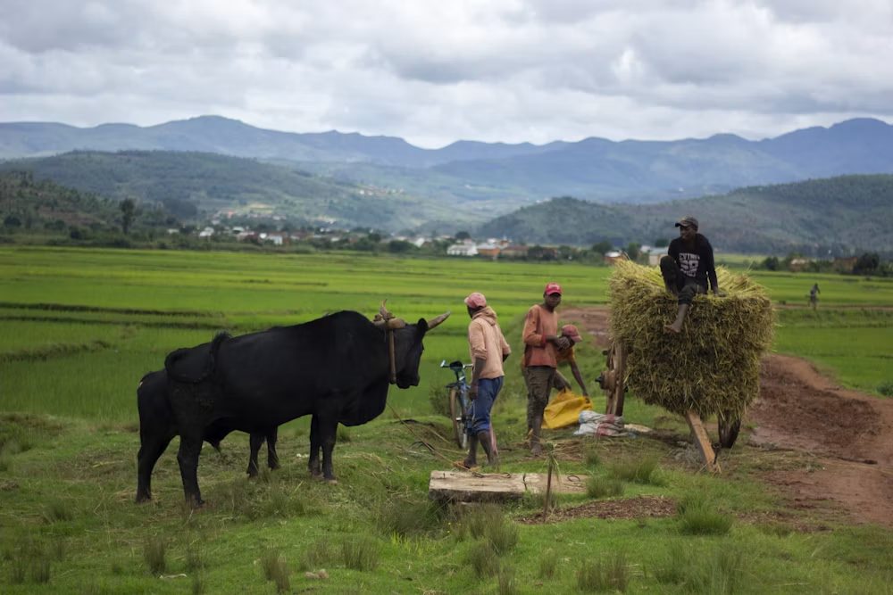 Rice harvest in the paddy fields